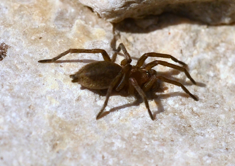 Drassodes sp. - Moriago della battaglia (TV)